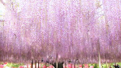 日本の足利フラワーパークの見事な藤と観光客