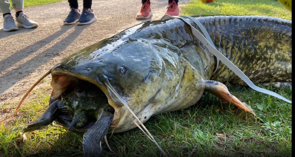 ドイツの湖に揚がった巨大ナマズが怖すぎる。「今度から湖で泳げないよ…」【海外の反応】 - ぽぷめでぃ -海外の反応・日本の反応-