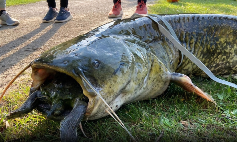 ドイツの湖に揚がった巨大ナマズが怖すぎる 今度から湖で泳げないよ 海外の反応 ぽぷめでぃ 海外の反応 日本の反応