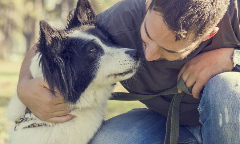 動画 働き者の牧羊犬 散らばった羊を一瞬で囲い込む手腕が素晴らしい 海外の反応 ぽぷめでぃ 海外の反応 日本の反応