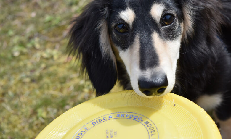 フリスビーキャッチ 世界記録を樹立した犬がすごい 海外の反応 ぽぷめでぃ 海外の反応 日本の反応