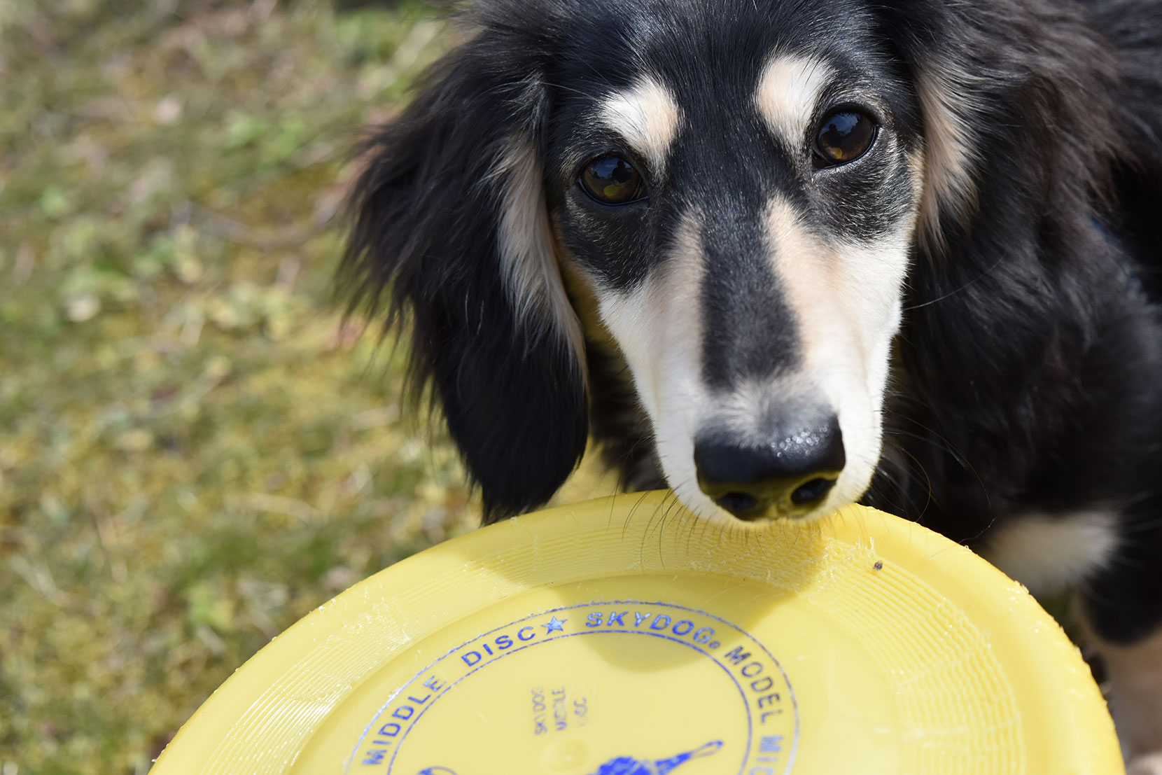 フリスビーキャッチ 世界記録を樹立した犬がすごい 海外の反応 ぽぷめでぃ 海外の反応 日本の反応