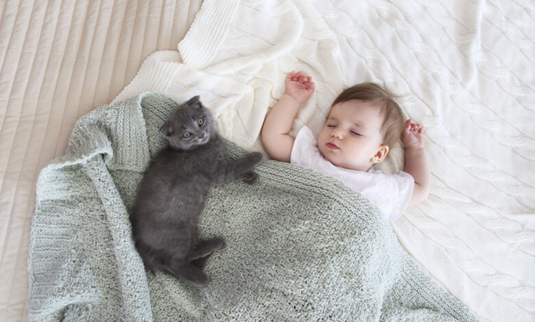 動画 赤ちゃんと子猫を仲良くさせようとする親猫が可愛すぎる 海外の反応 ぽぷめでぃ 海外の反応 日本の反応